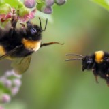 Néonicotinoïdes et pollinisateurs : deux nouvelles études prouvent leurs effets néfastes