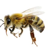 17 Oct: Conférence Airbees « Les abeilles solitaires »
