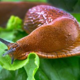 Comment se débarrasser des limaces ?