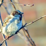 Inquiétude pour les oiseaux, les chauves-souris ou les saumons