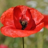 Coquelicots ou HĂ©risson – Pour le  » Zero Phyto »