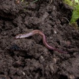 La Suisse veut rĂ©munĂ©rer lâhumus