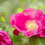 26 Mars 2019: Foire aux Plantes