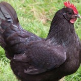 Les poules contre les frelons asiatiques !