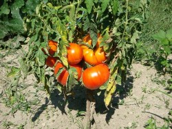 tomates