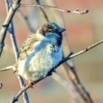 moineau
