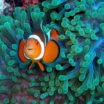 c83d34b032_50022072_poisson-clown-nemo-corail-nemos-great-uncle